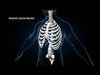 Ultimate Male Anatomy V2 - Advanced Rig 3D model_2