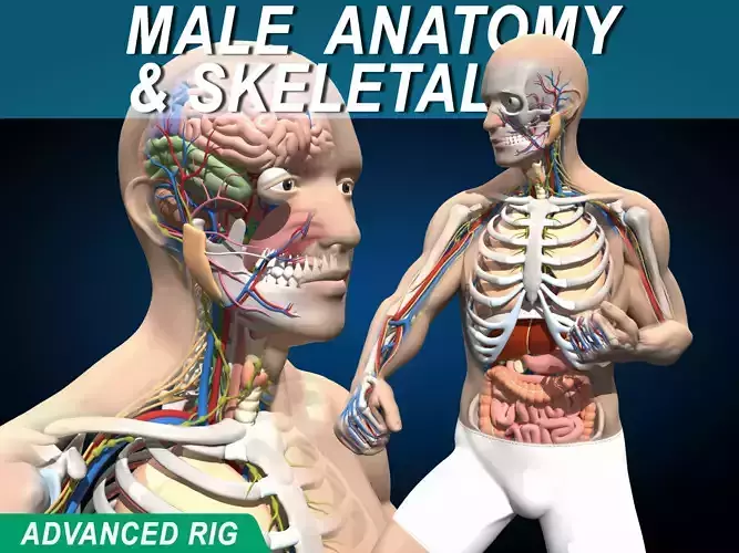 Male Anatomy and Skeleton V2 - Advanced Rig