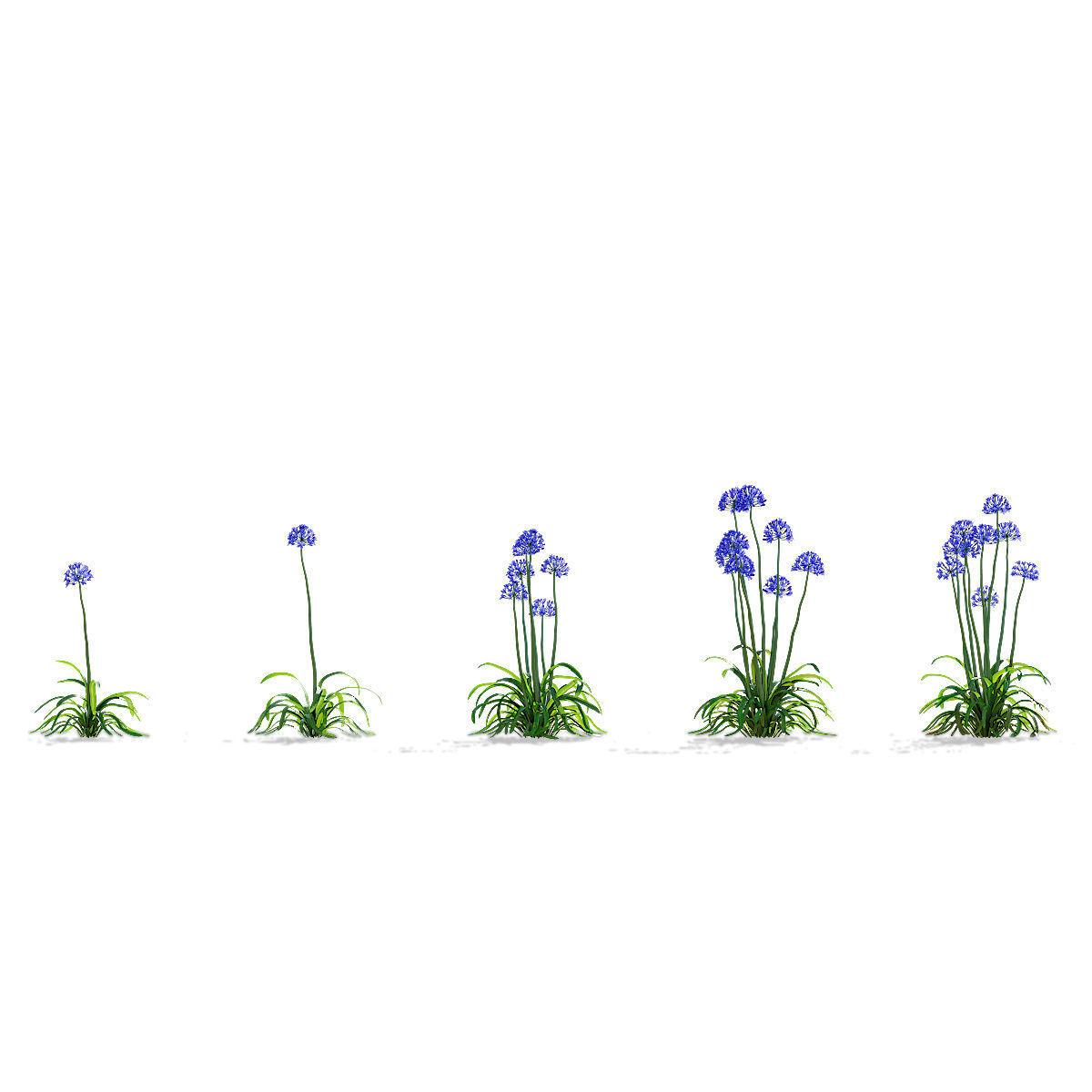Agapanthus flower 3D model_3
