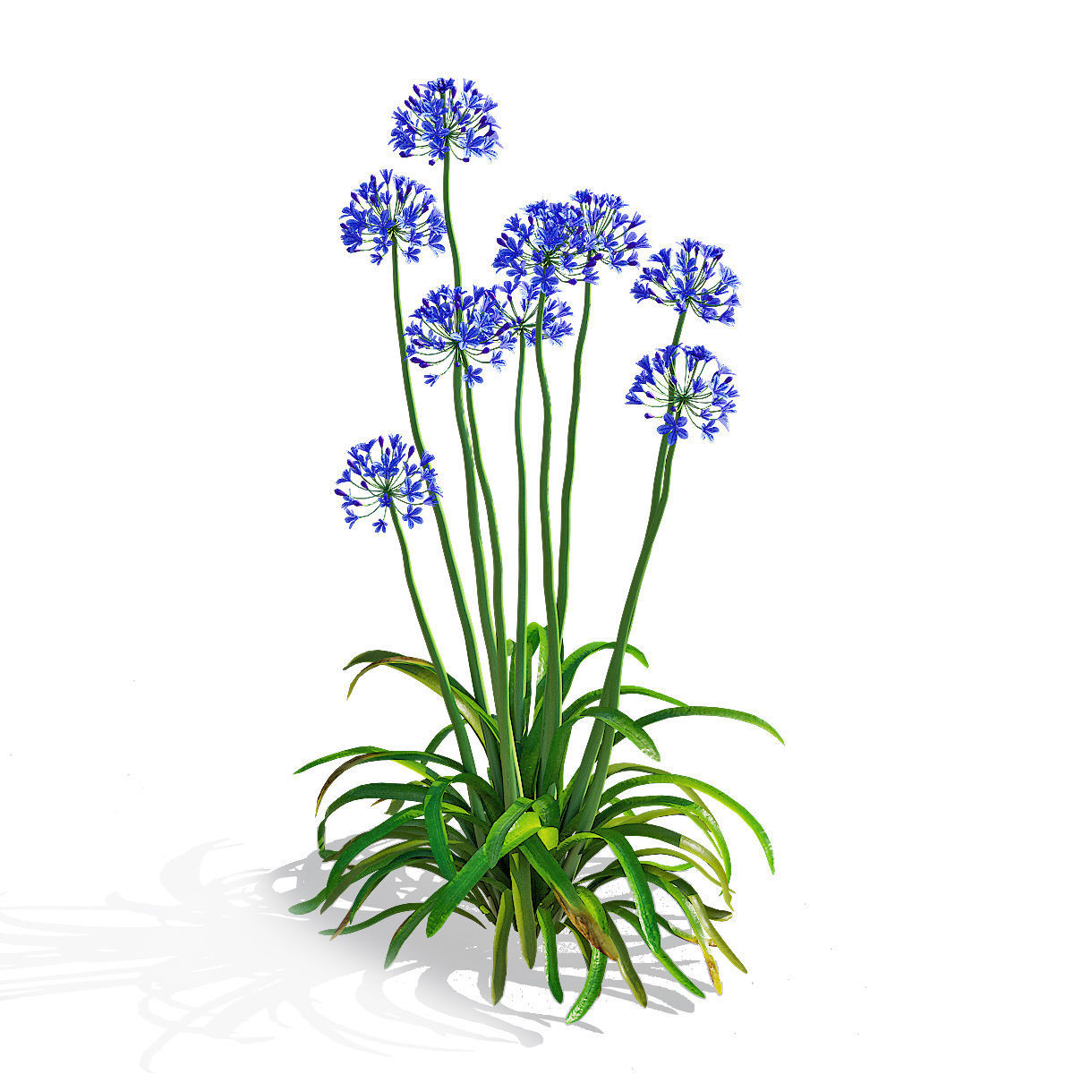 Agapanthus flower 3D model_4