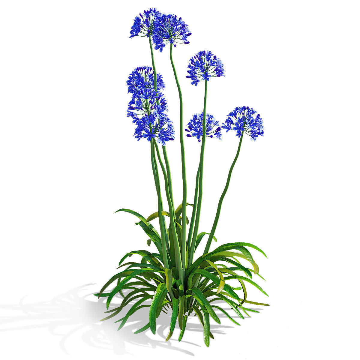 Agapanthus flower 3D model_5
