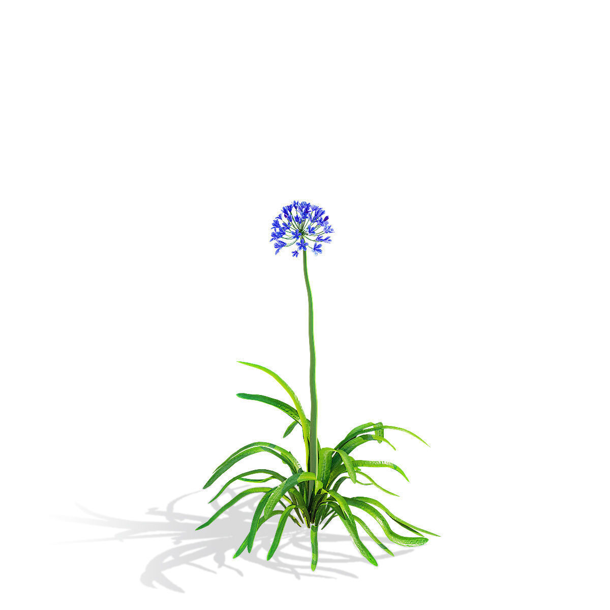 Agapanthus flower 3D model_8