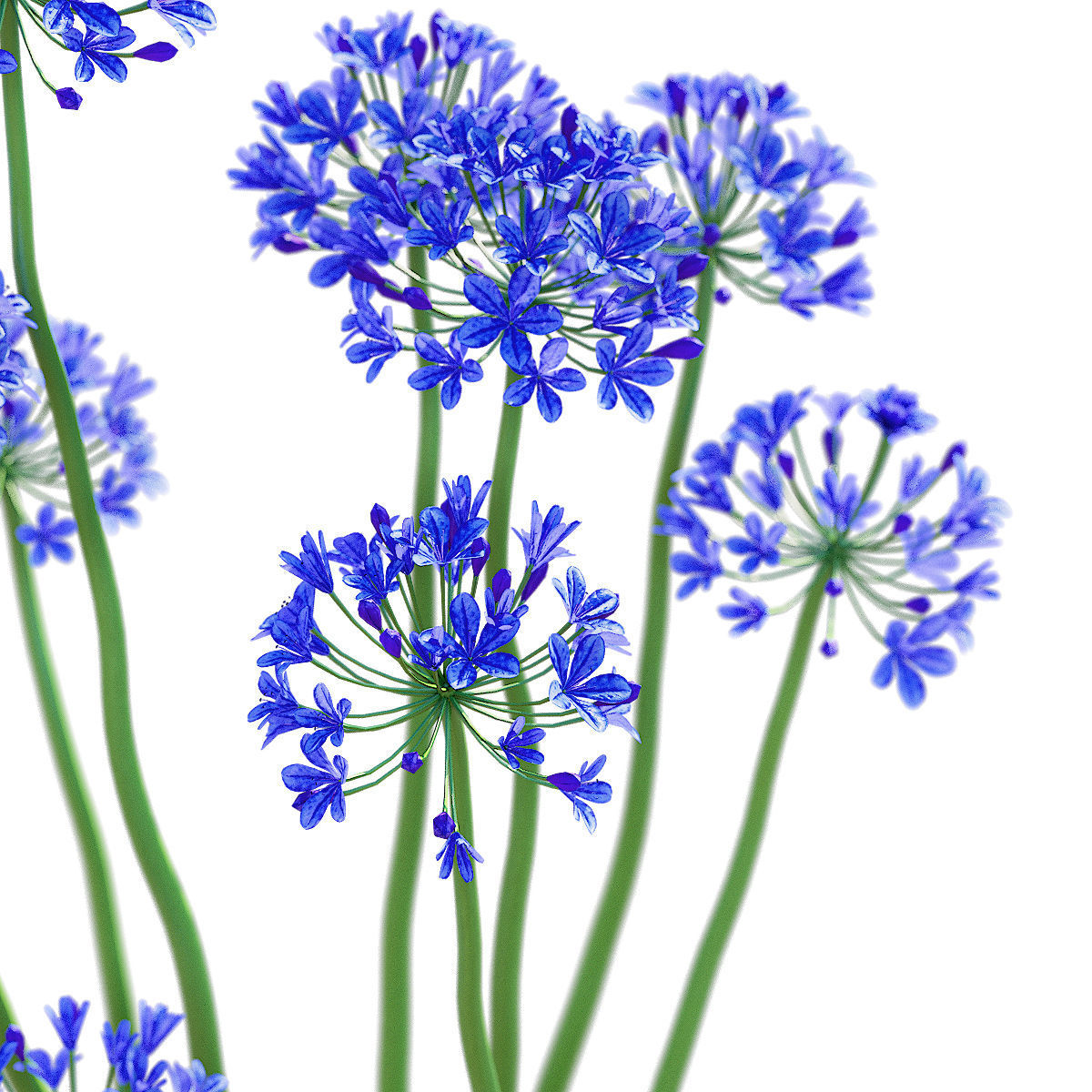 Agapanthus flower 3D model_9