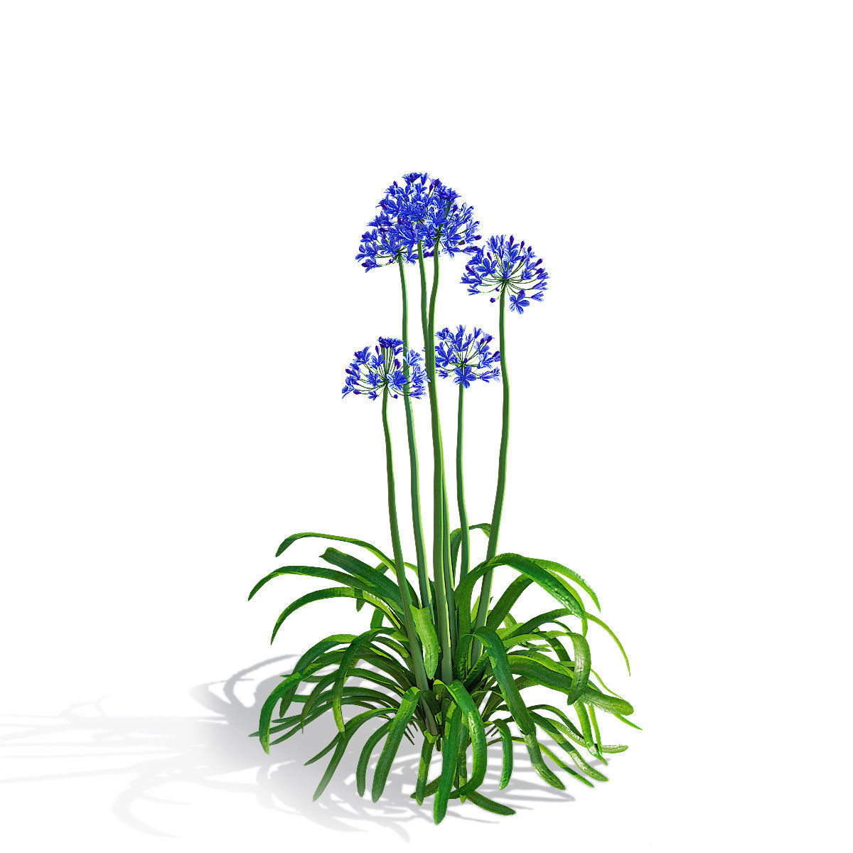 Agapanthus flower 3D model_6