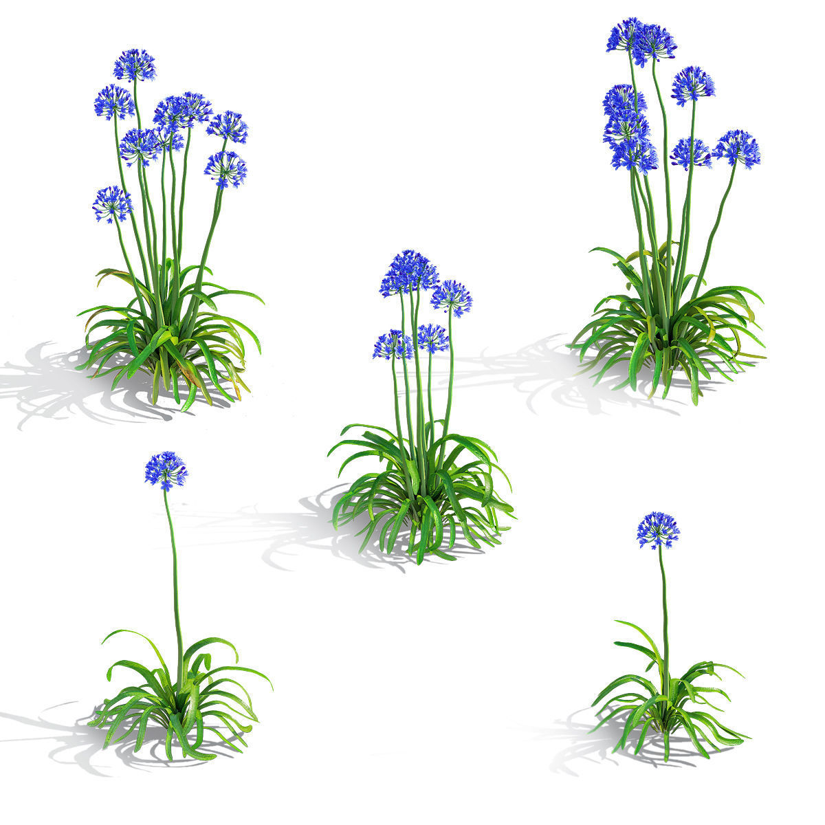 Agapanthus flower 3D model_1