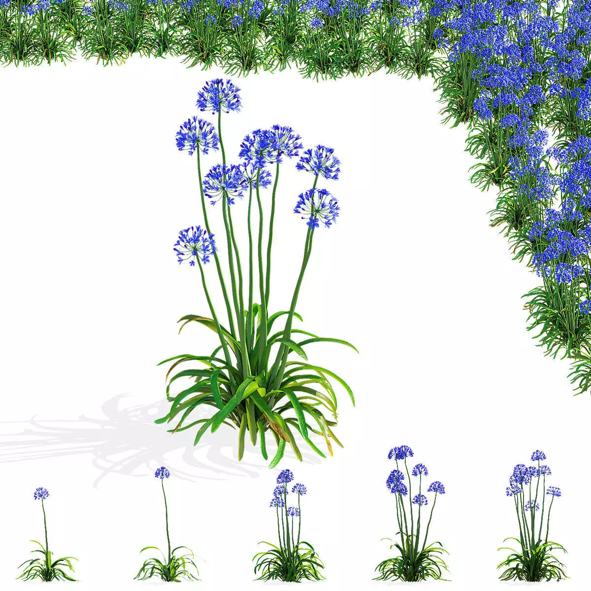Agapanthus flower 3D model_0