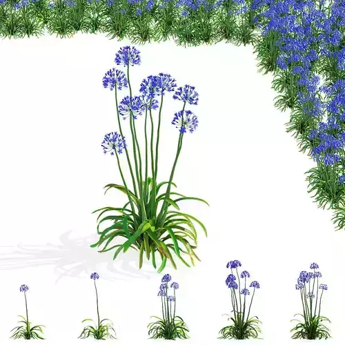 Agapanthus flower 3D model