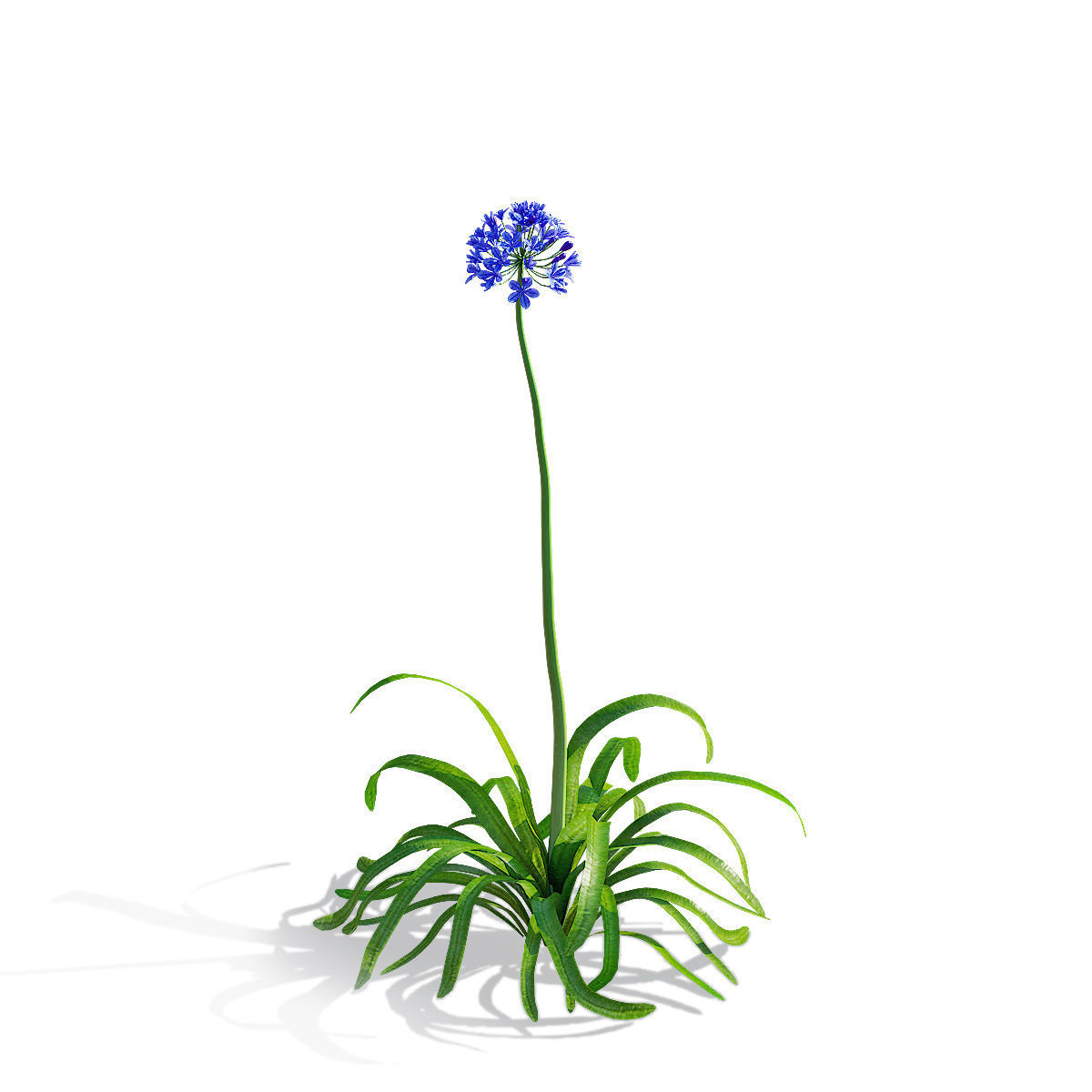 Agapanthus flower 3D model_7