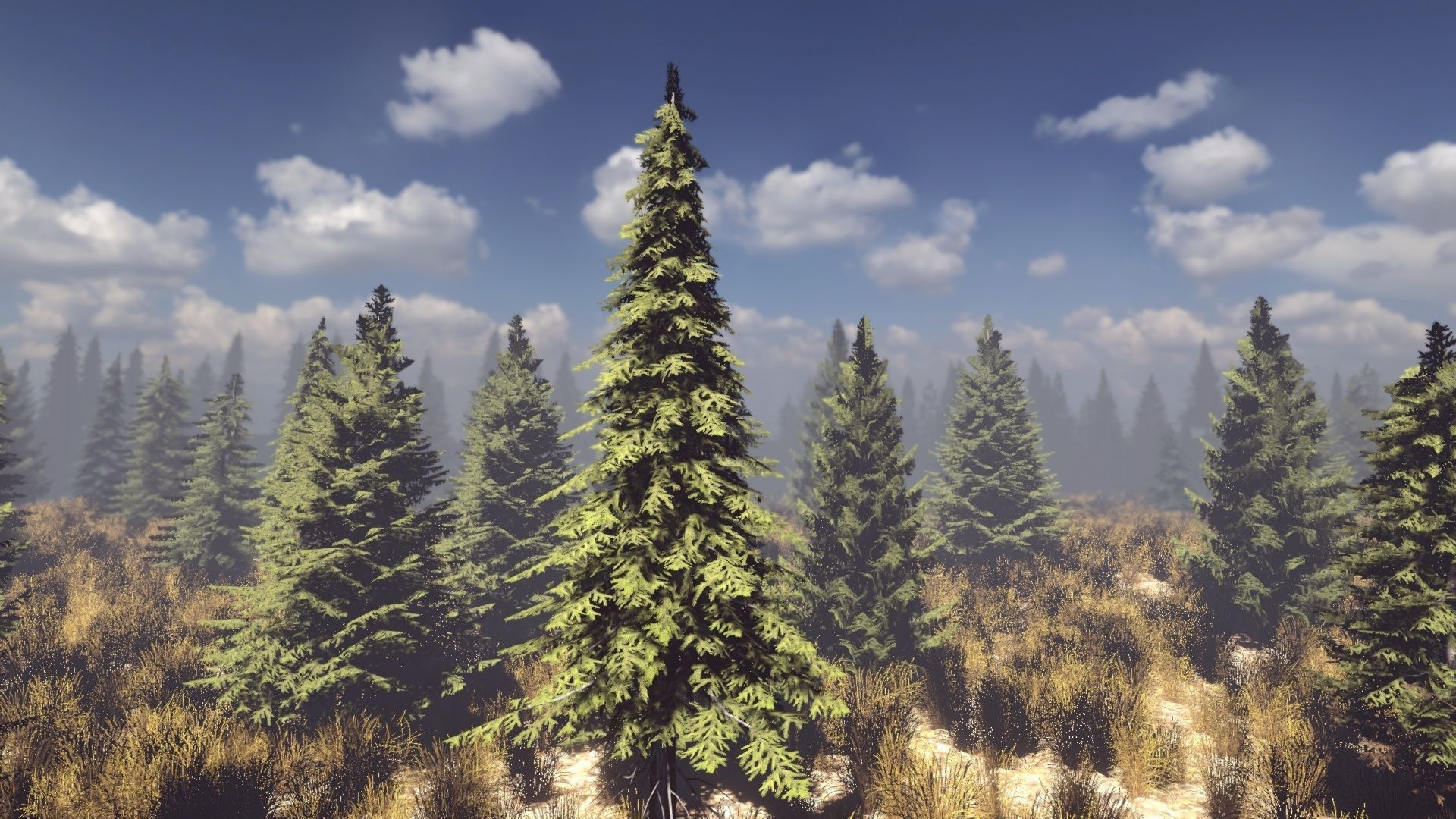 Conifers Vol 1 - Spruces Low-poly 3D model_6