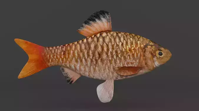Barb Fish 3D model