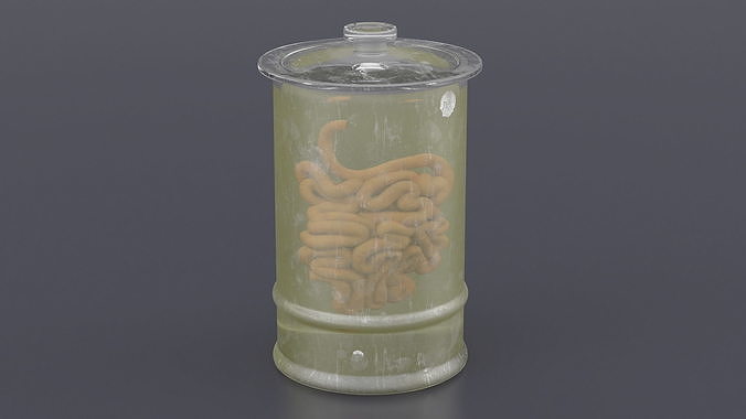 Human Small Intestine in Old Glass Jar 3D model 4