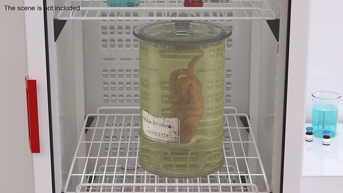 Human Small Intestine in Old Glass Jar 3D model 2