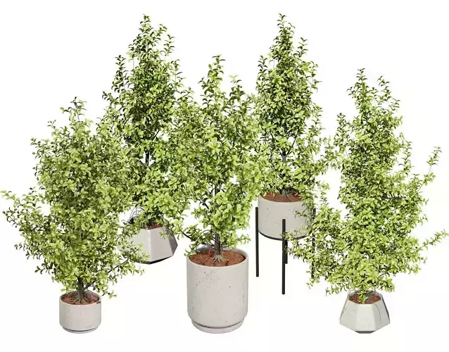 Ficus Triangle Variegata 3D Model Low-poly 3D model