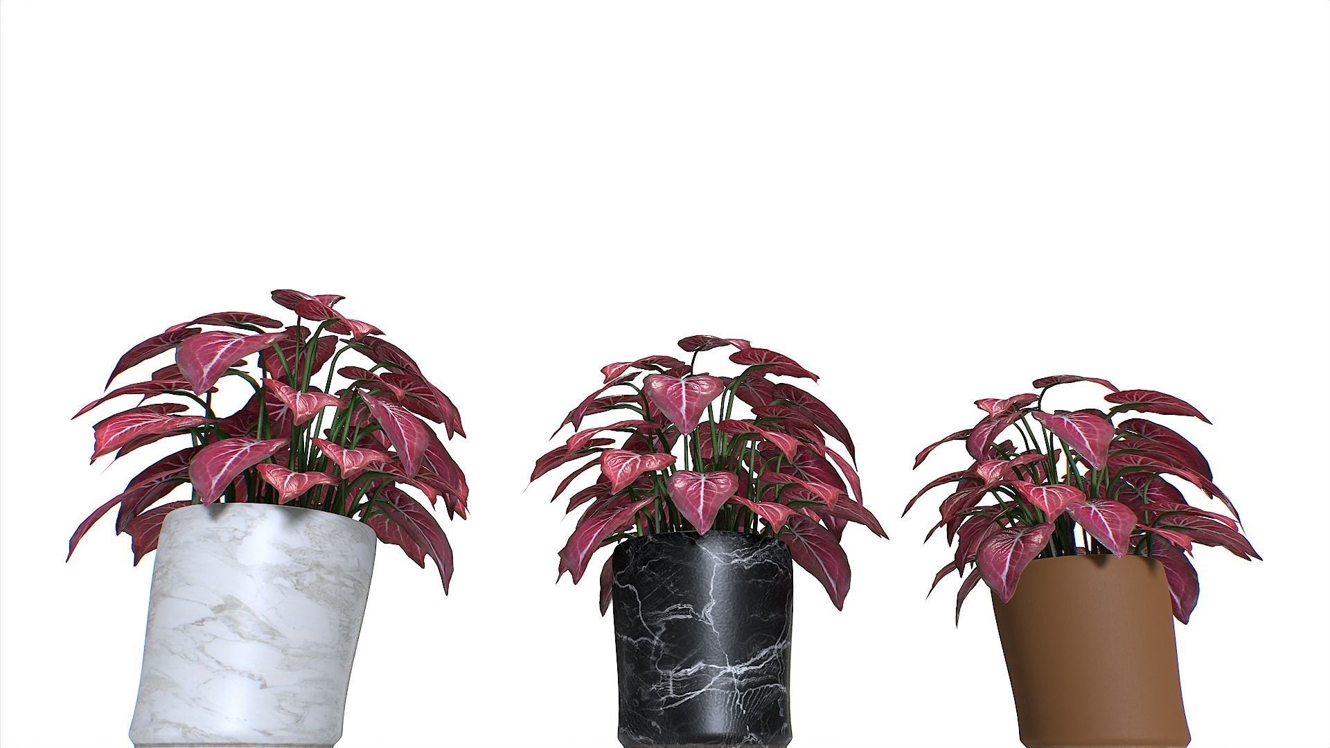 Pot Tropical Plant Pack 4 Low-poly 3D model_7