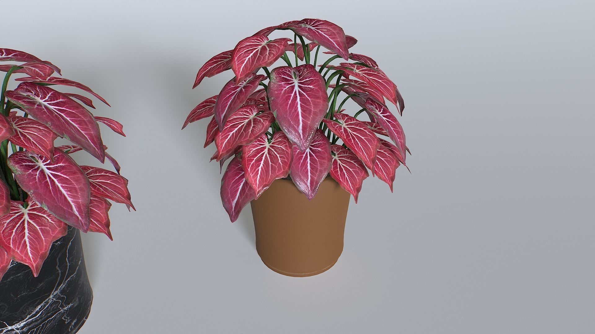 Pot Tropical Plant Pack 4 Low-poly 3D model_4