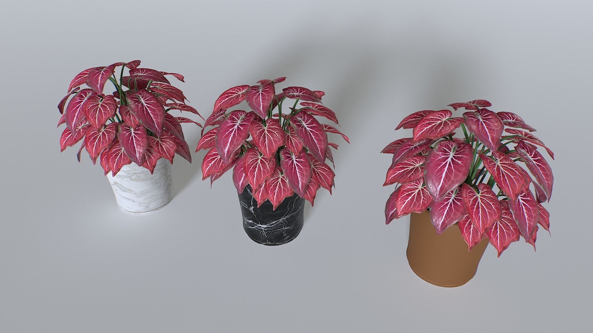 Pot Tropical Plant Pack 4 Low-poly 3D model_1