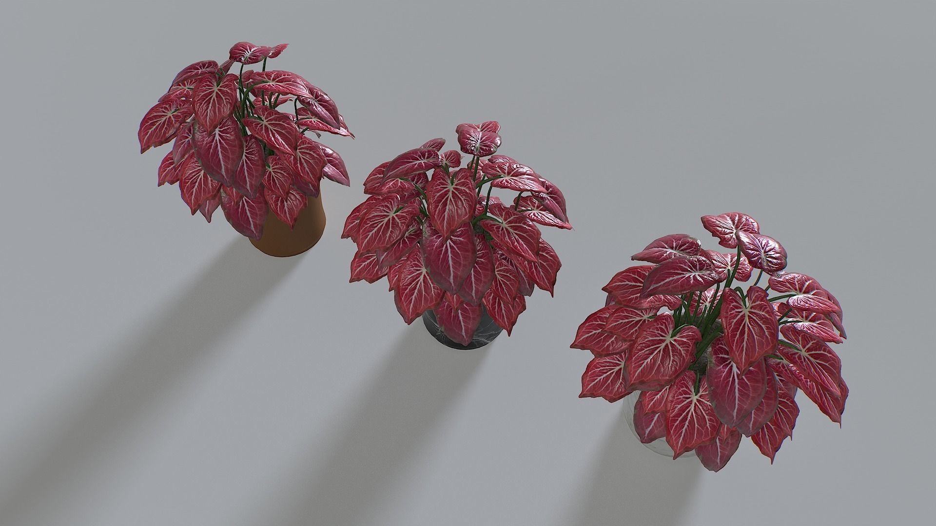 Pot Tropical Plant Pack 4 Low-poly 3D model_6