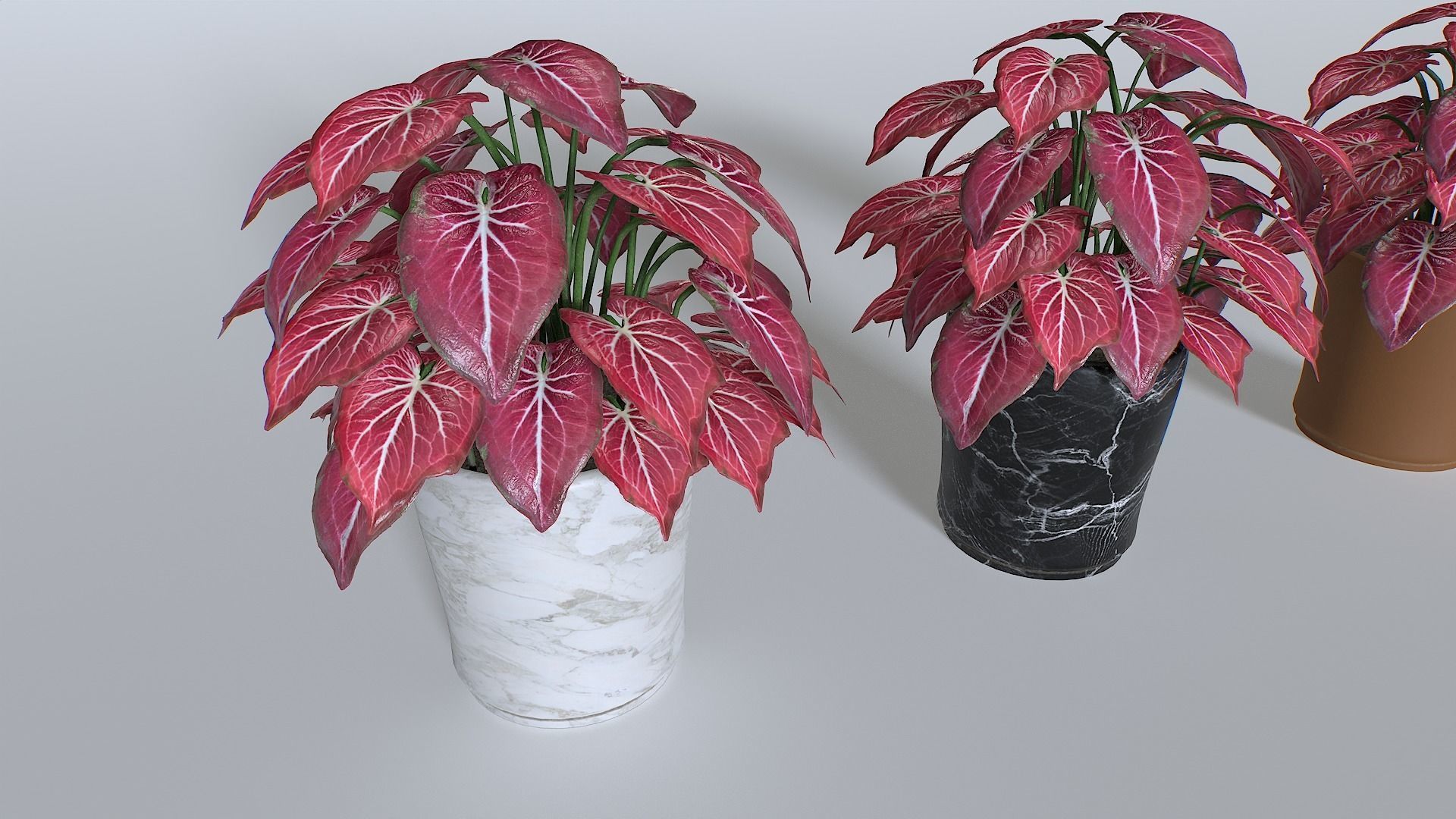 Pot Tropical Plant Pack 4 Low-poly 3D model_2