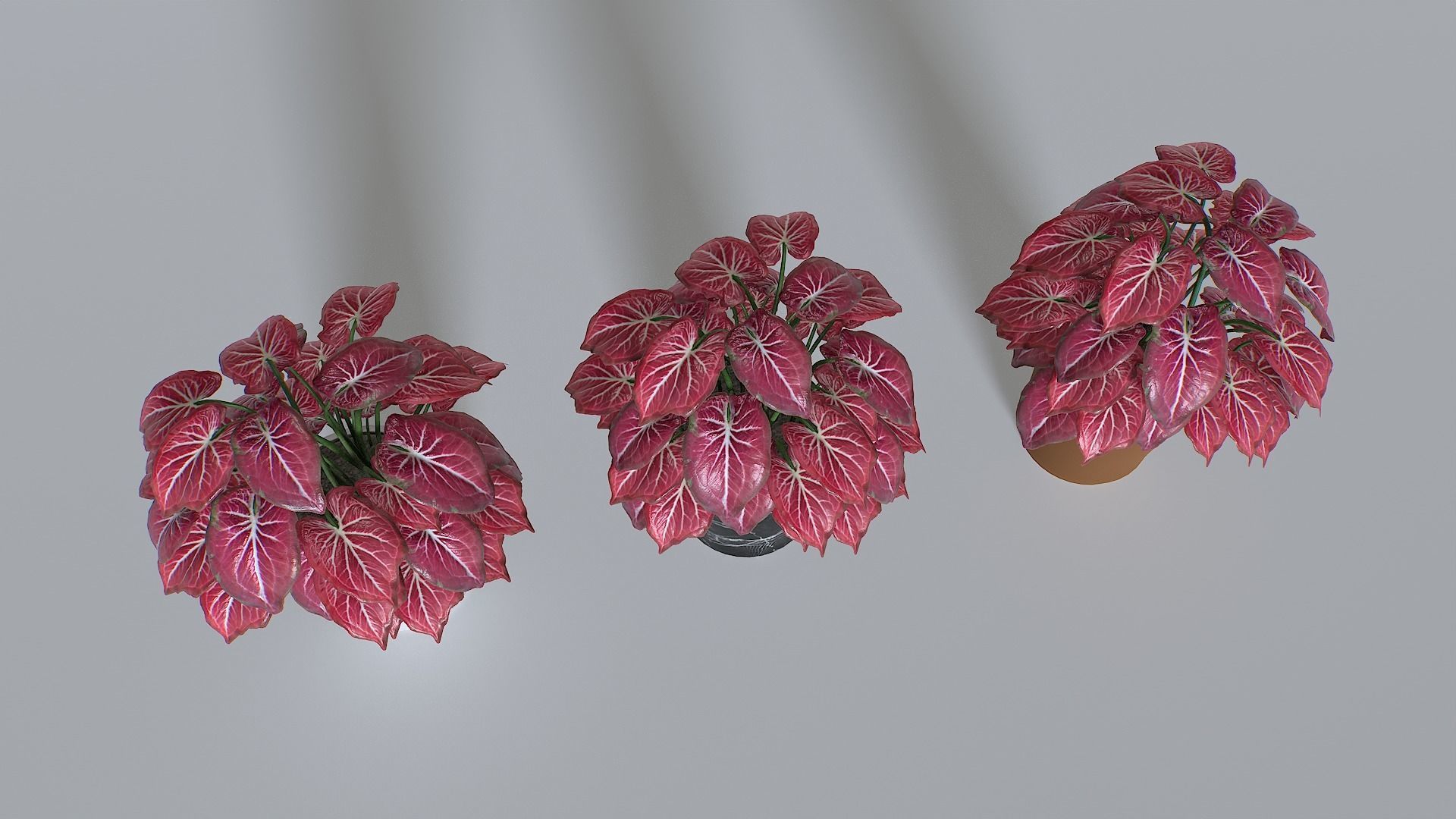 Pot Tropical Plant Pack 4 Low-poly 3D model_5