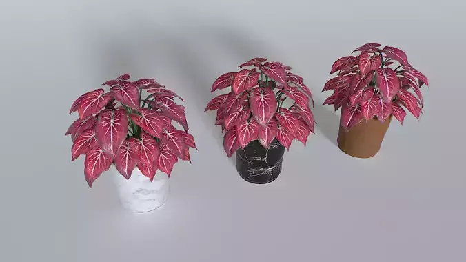 Pot Tropical Plant Pack 4 Low-poly 3D model