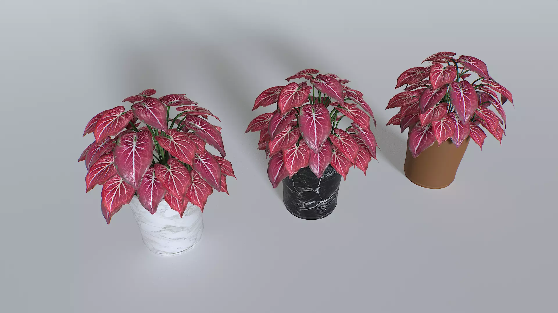 Pot Tropical Plant Pack 4 Low-poly 3D model_0