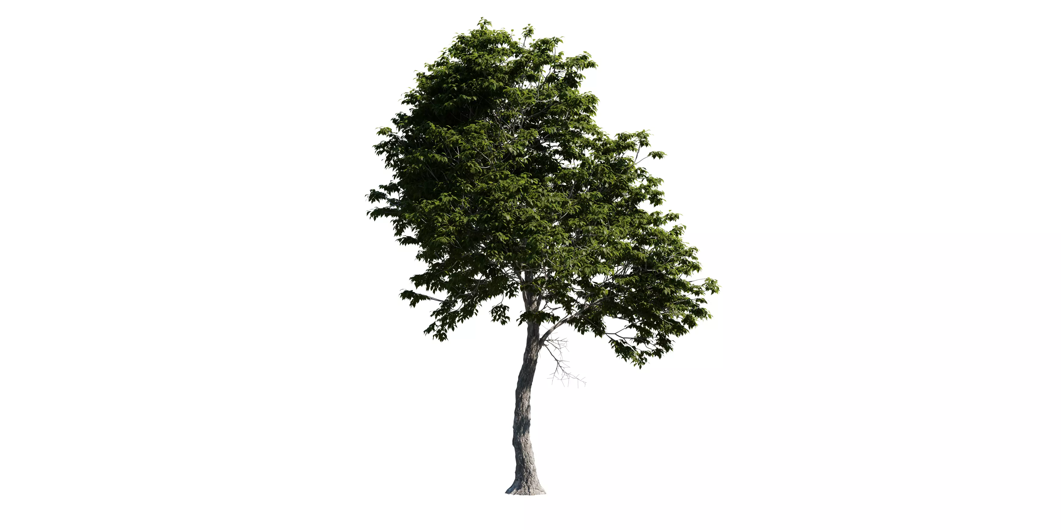 Red Hickory Tree 02 Free 3D model_2