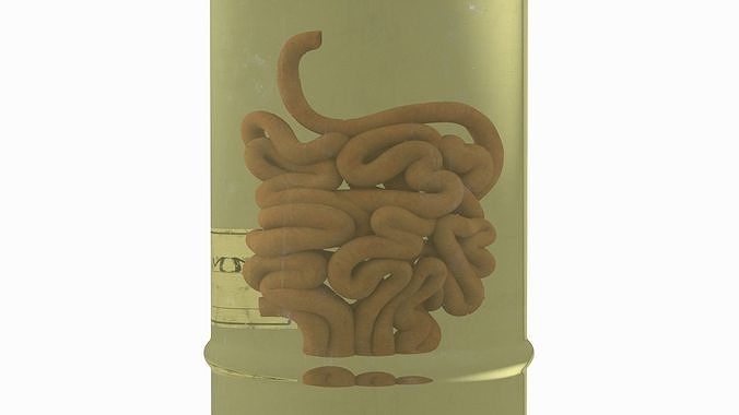 Human Small Intestine in Glass Jar 3D model 7