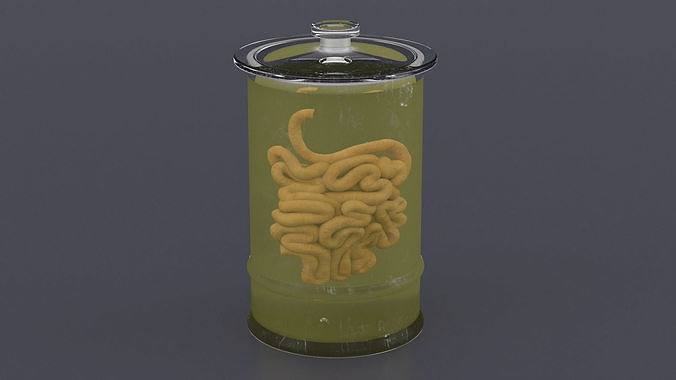 Human Small Intestine in Glass Jar 3D model 4