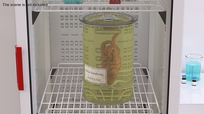 Human Small Intestine in Glass Jar 3D model 2