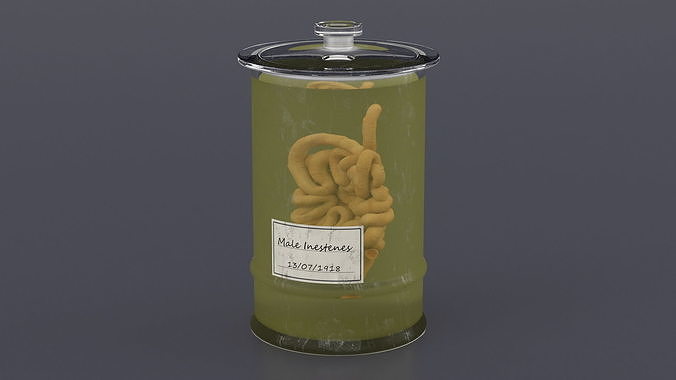 Human Small Intestine in Glass Jar 3D model 3