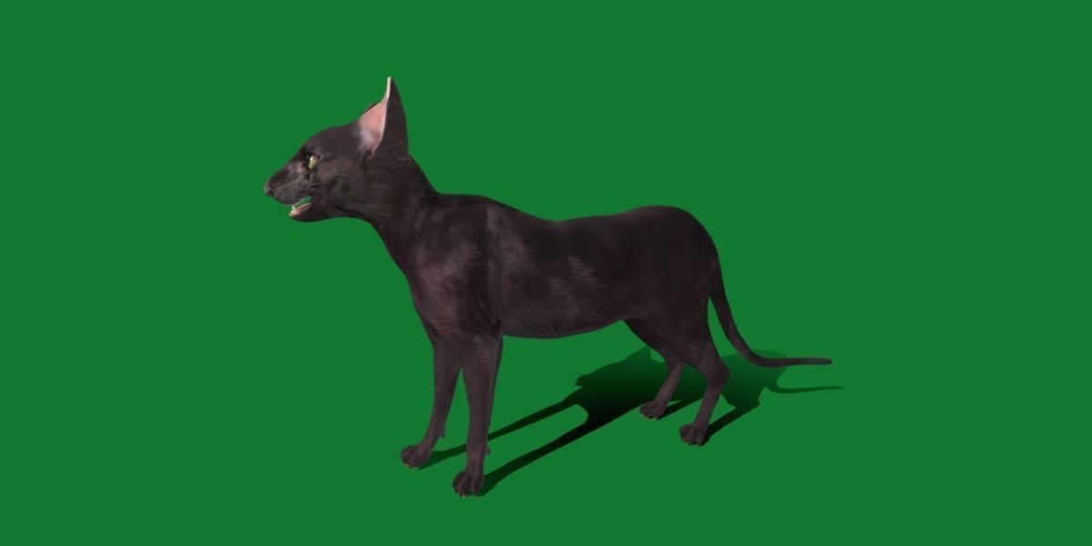 Peterbald Oriental Cat Low-poly 3D model_28