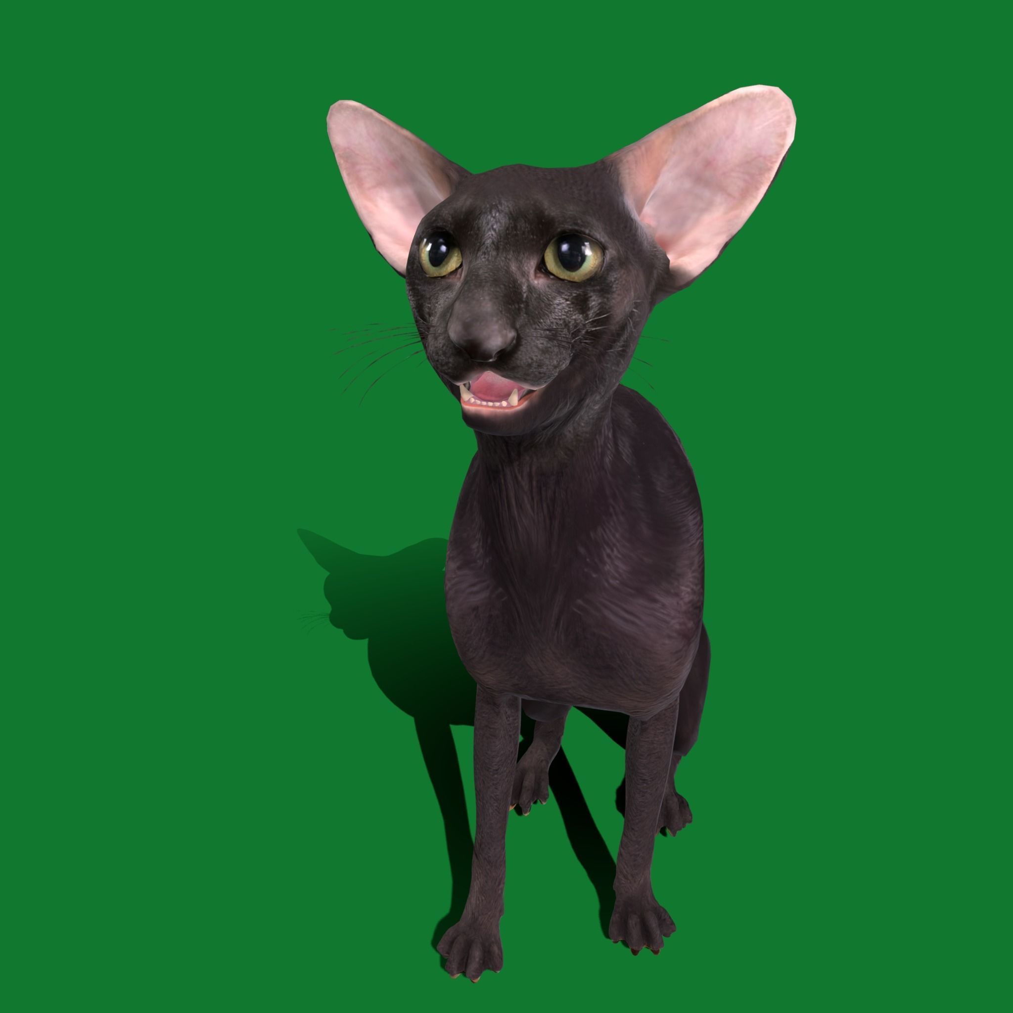 Peterbald Oriental Cat Low-poly 3D model_30