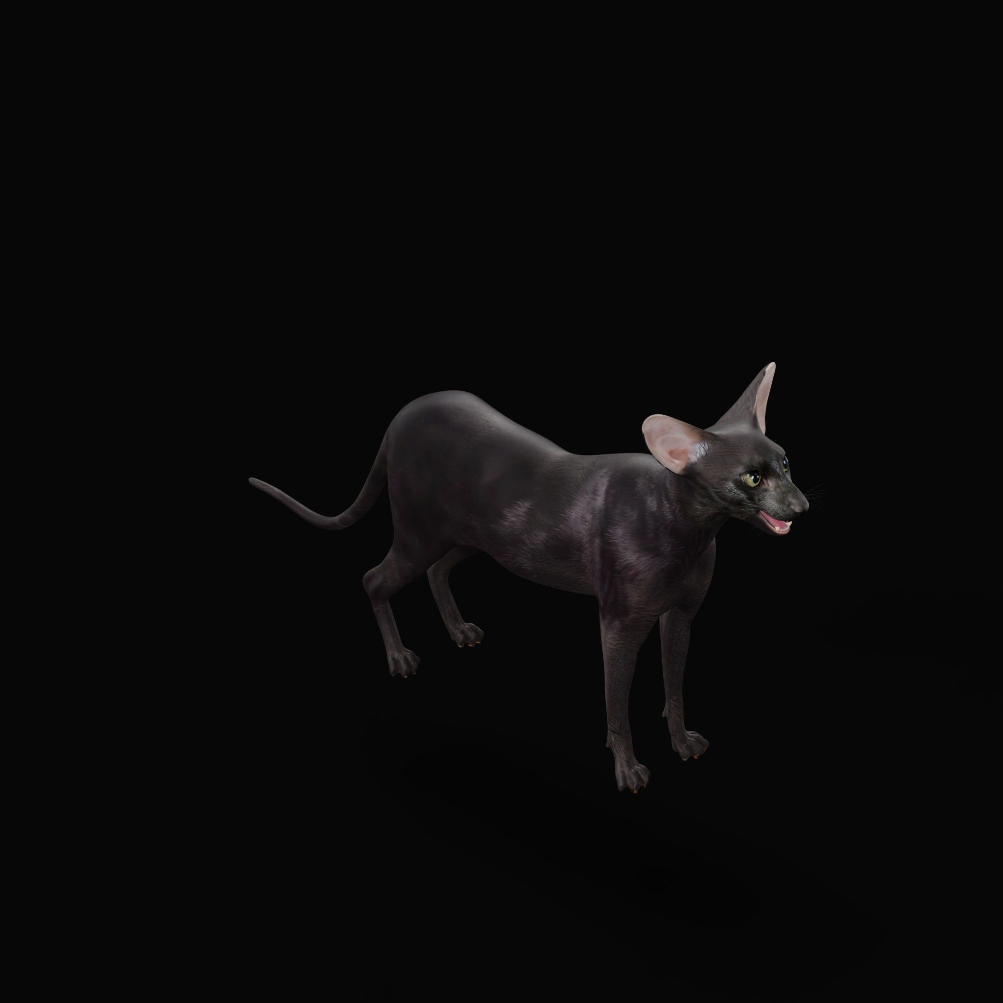 Peterbald Oriental Cat Low-poly 3D model_14