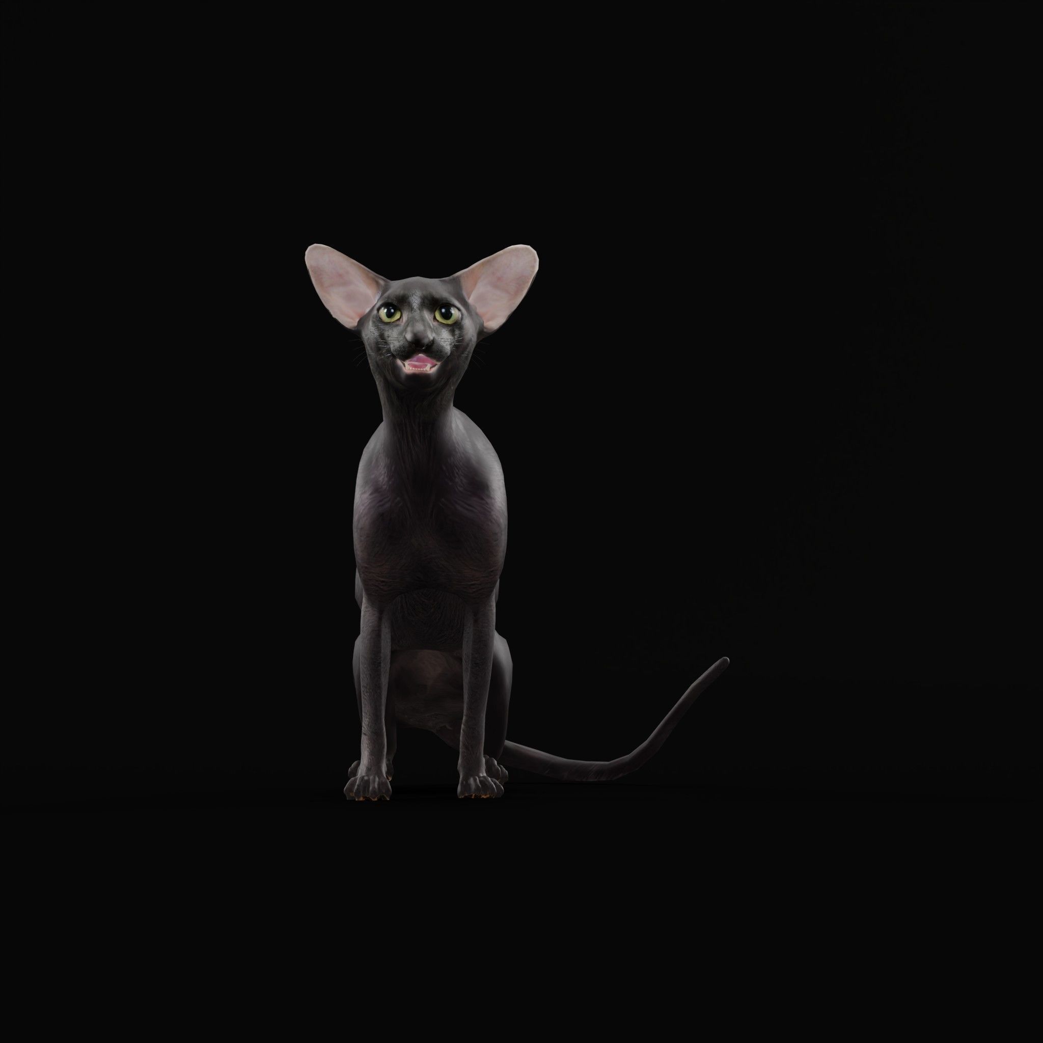 Peterbald Oriental Cat Low-poly 3D model_3