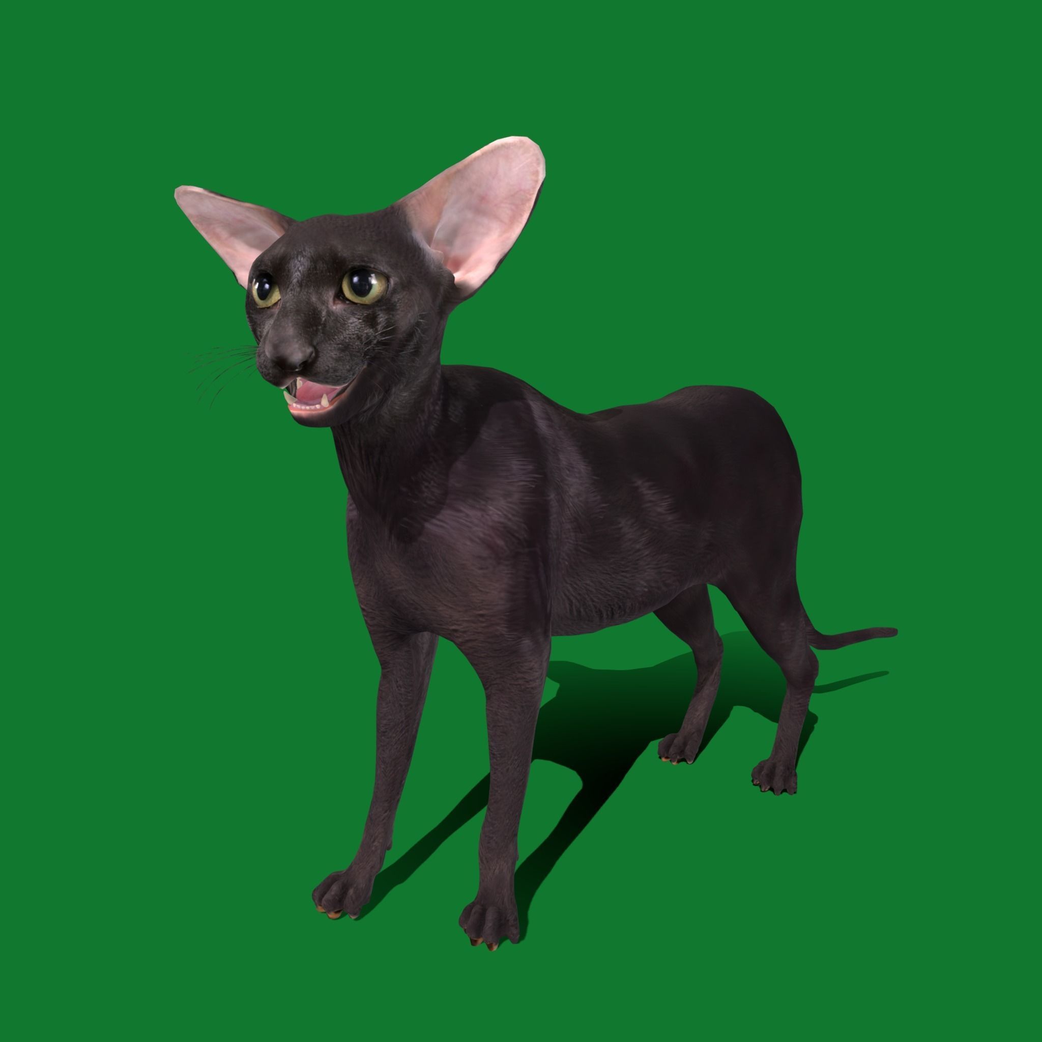 Peterbald Oriental Cat Low-poly 3D model_29