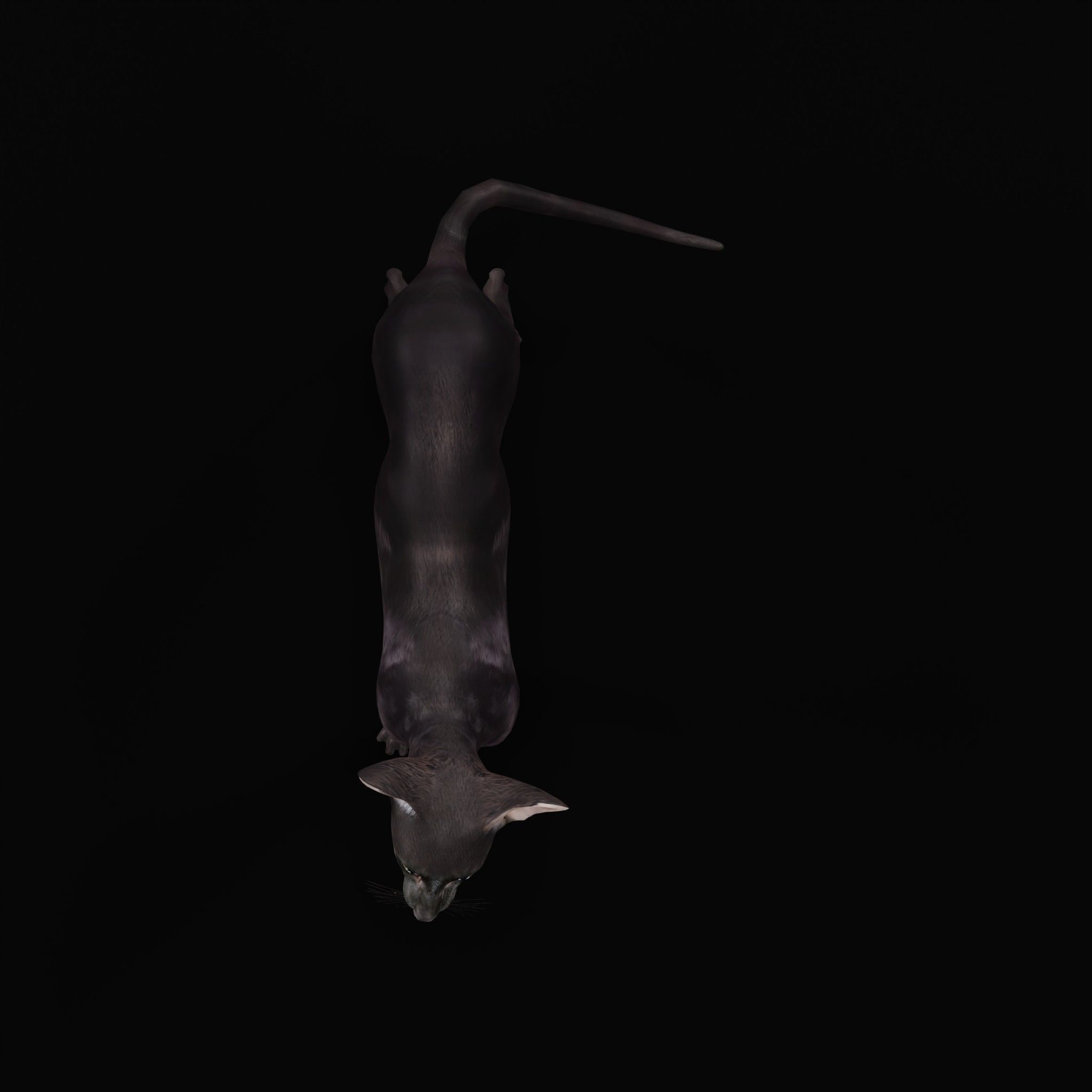 Peterbald Oriental Cat Low-poly 3D model_2