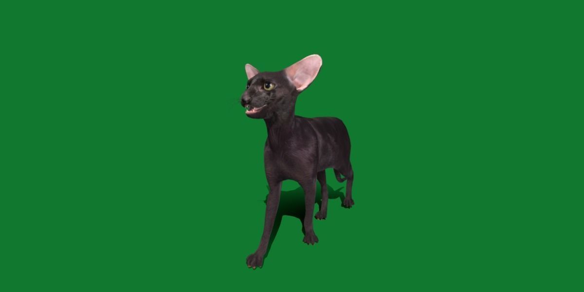 Peterbald Oriental Cat Low-poly 3D model_26