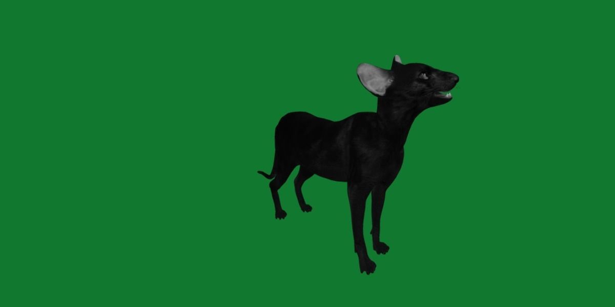 Peterbald Oriental Cat Low-poly 3D model_18