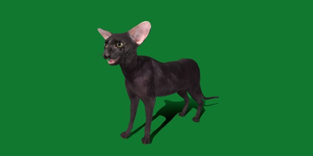 Peterbald Oriental Cat Low-poly 3D model_17