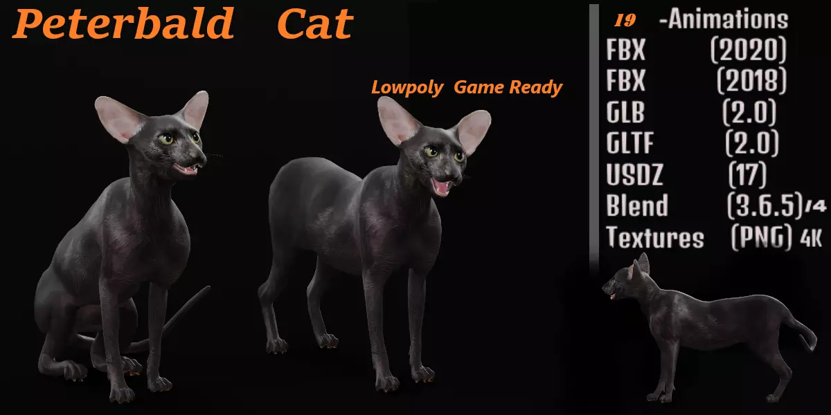 Peterbald Oriental Cat Low-poly 3D model_0