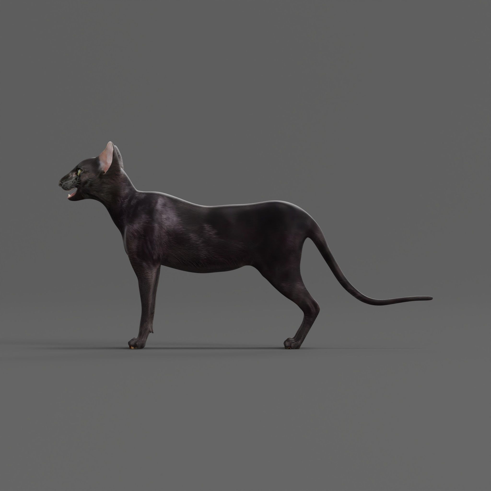 Peterbald Oriental Cat Low-poly 3D model_12