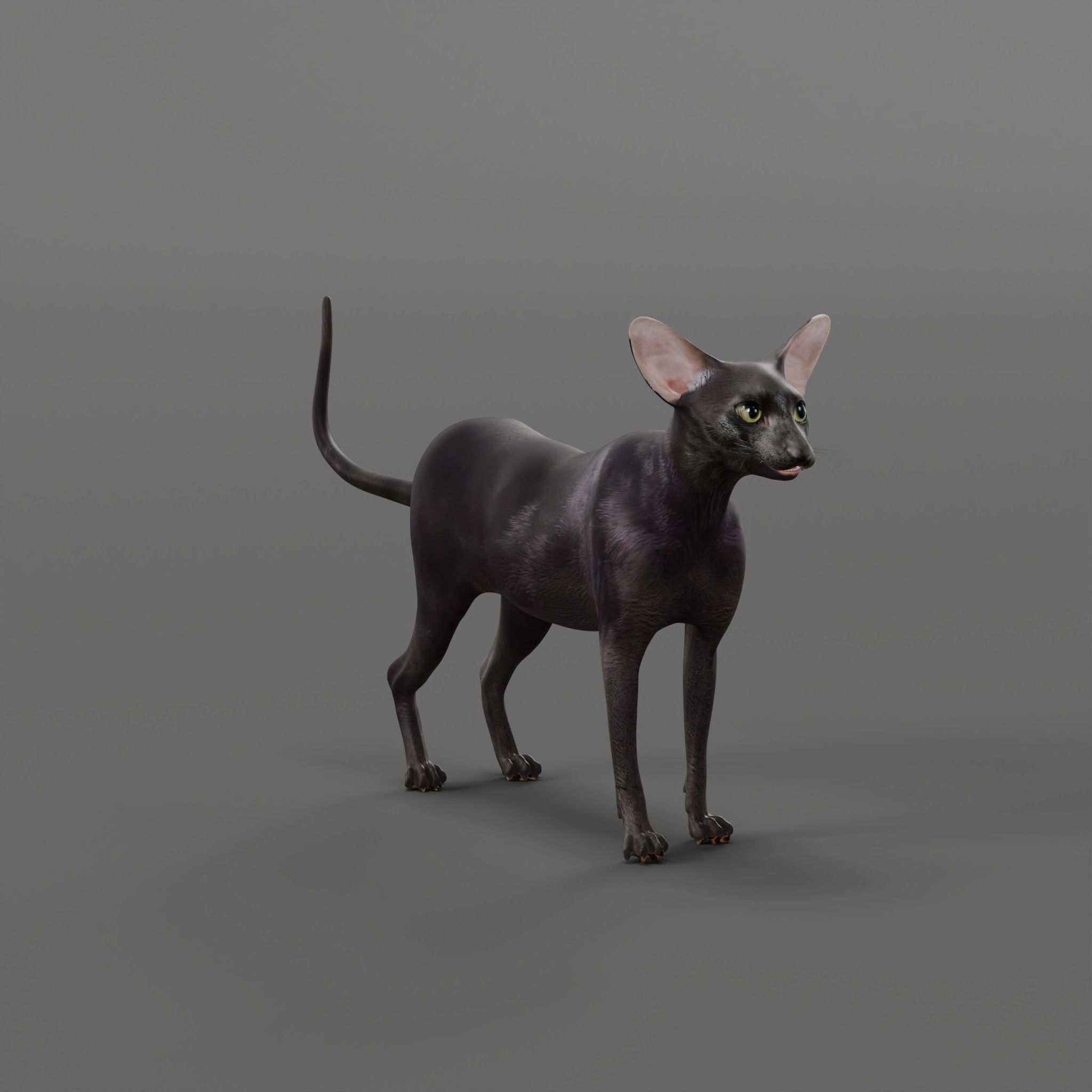 Peterbald Oriental Cat Low-poly 3D model_9