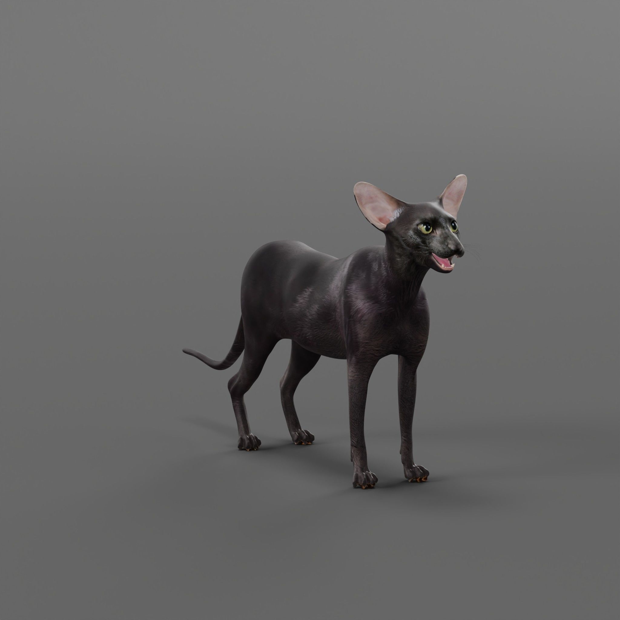 Peterbald Oriental Cat Low-poly 3D model_10