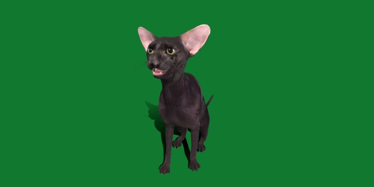 Peterbald Oriental Cat Low-poly 3D model_38
