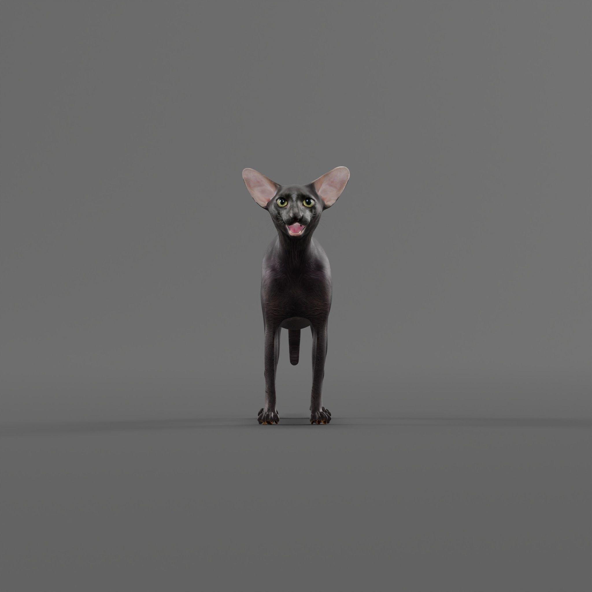 Peterbald Oriental Cat Low-poly 3D model_11