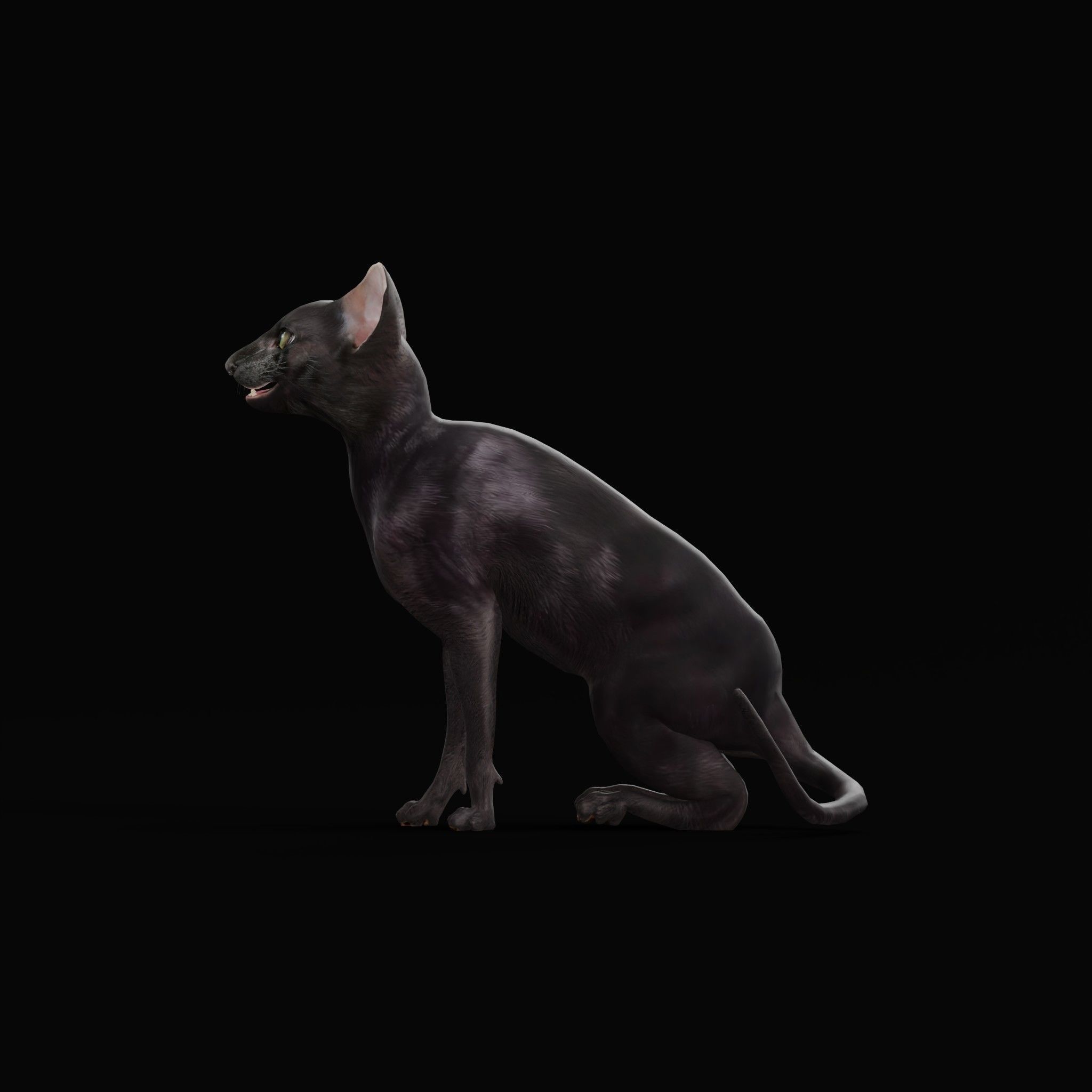 Peterbald Oriental Cat Low-poly 3D model_4