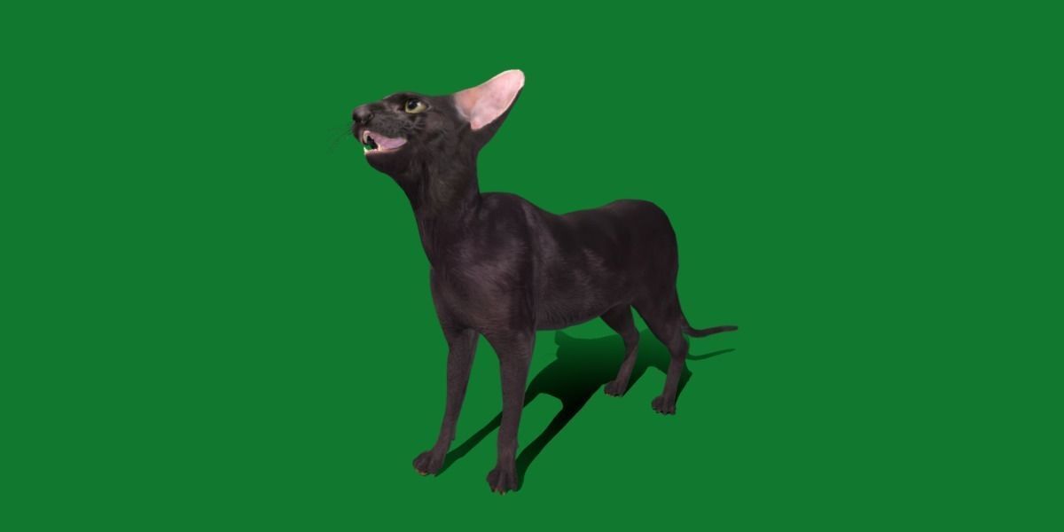Peterbald Oriental Cat Low-poly 3D model_34