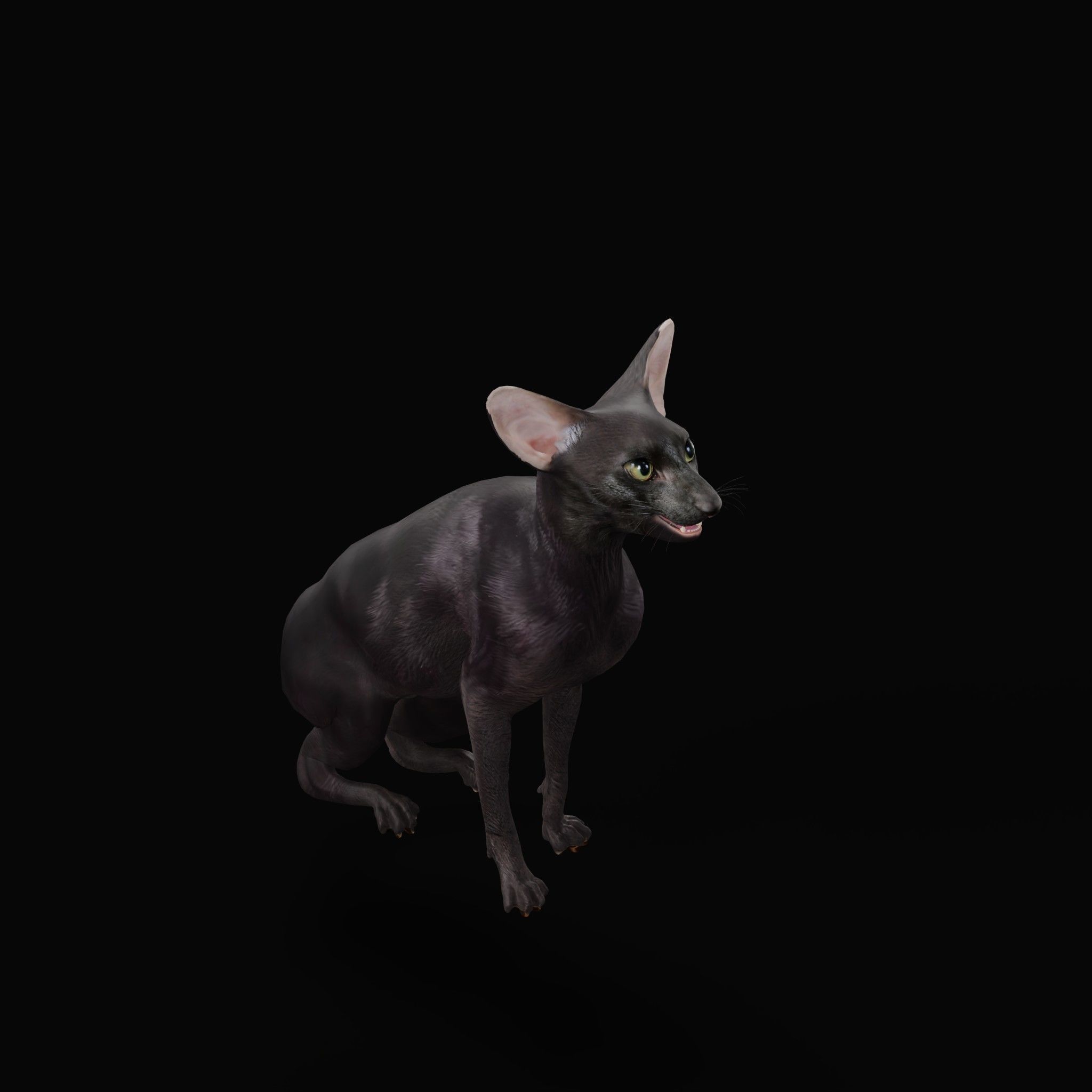 Peterbald Oriental Cat Low-poly 3D model_15