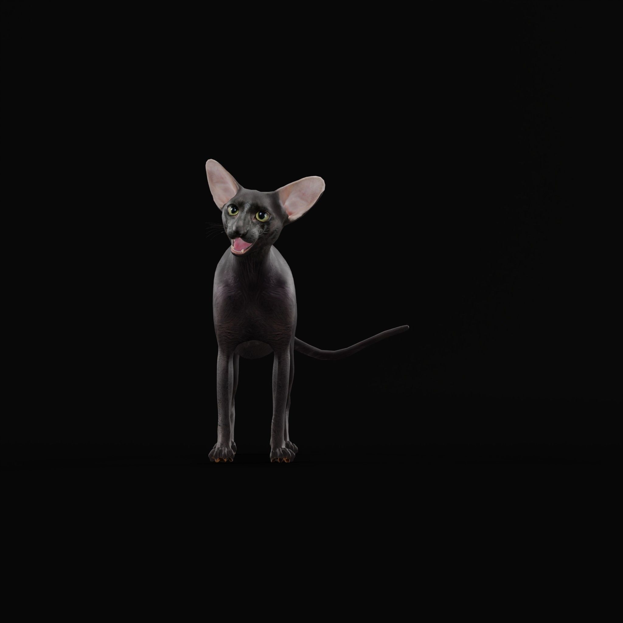 Peterbald Oriental Cat Low-poly 3D model_7