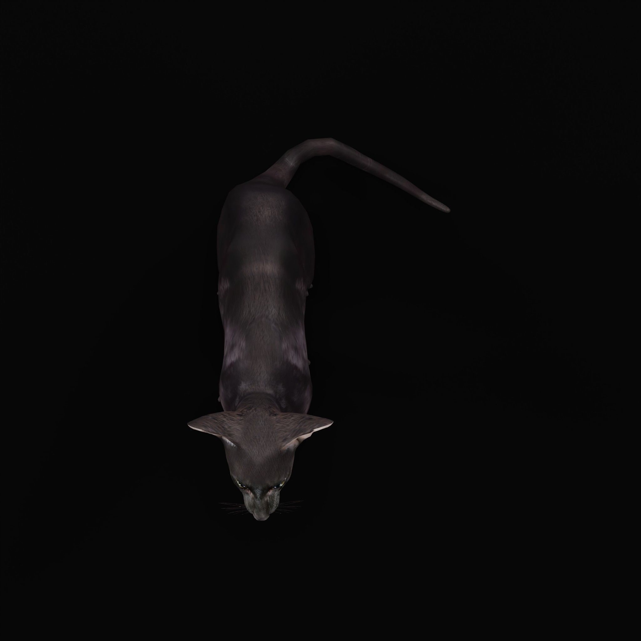 Peterbald Oriental Cat Low-poly 3D model_5